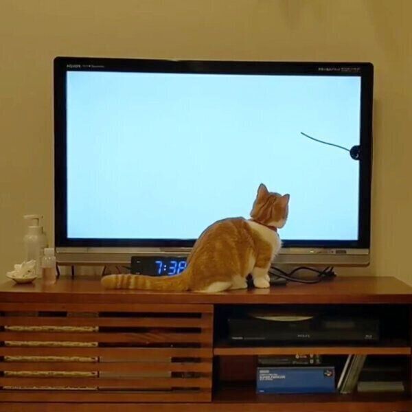 テレビ画面に映るエモノを追いかけるむぎちゃん