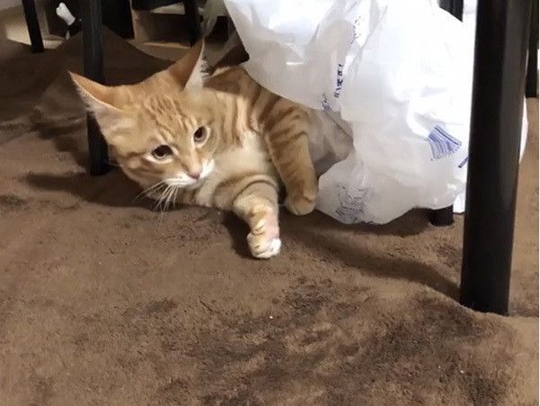 遊ぶ猫