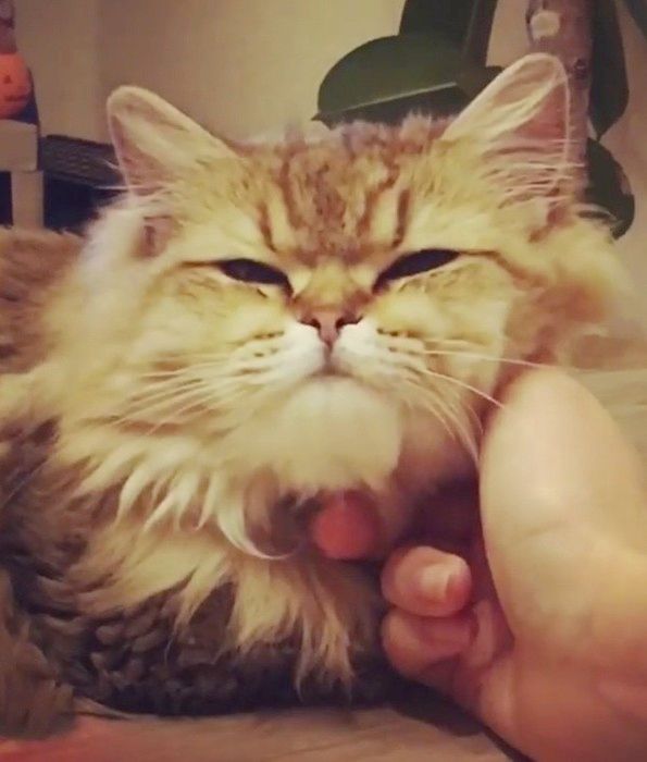 撫でられるラガマフィン
