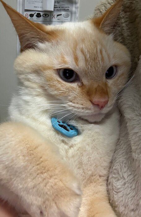 別の日の様子 飼い主さんに密着し甘えたような表情を見せるバムくん