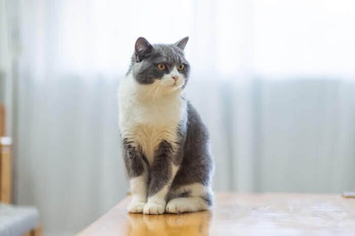 机に座る猫