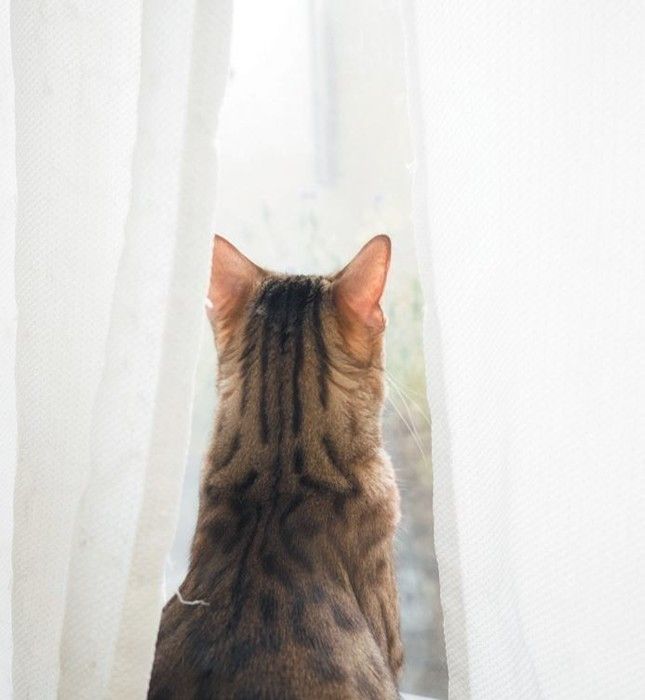 「ねこのきもち」2017年5月号