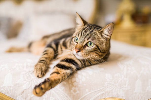 自宅で美しい猫