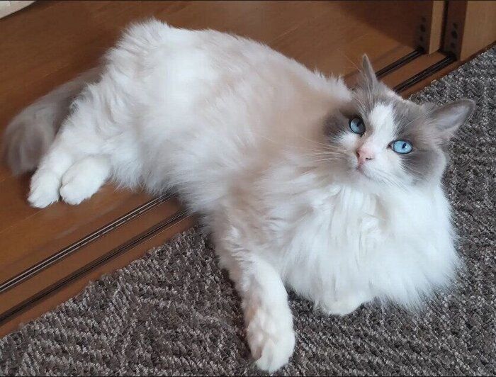 飼い主を見上げるラグドール