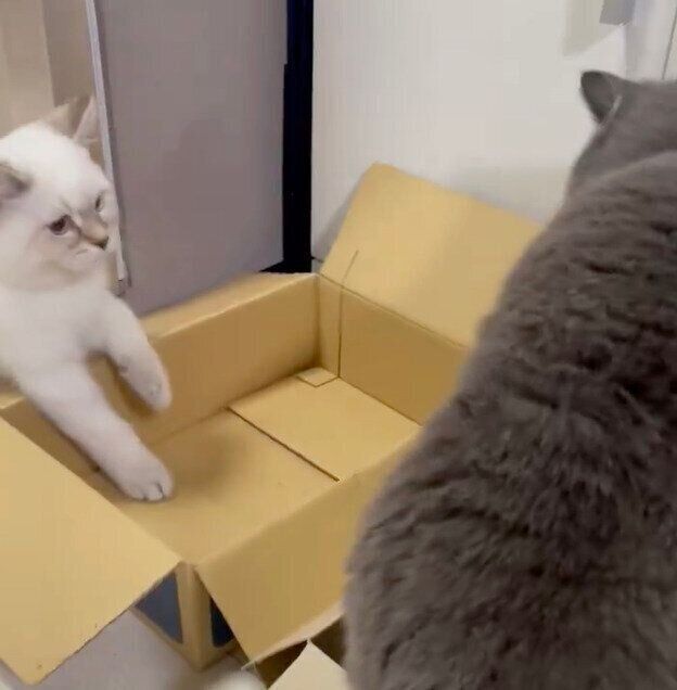 やんちゃな藍くんとタジタジな瑠璃ちゃん