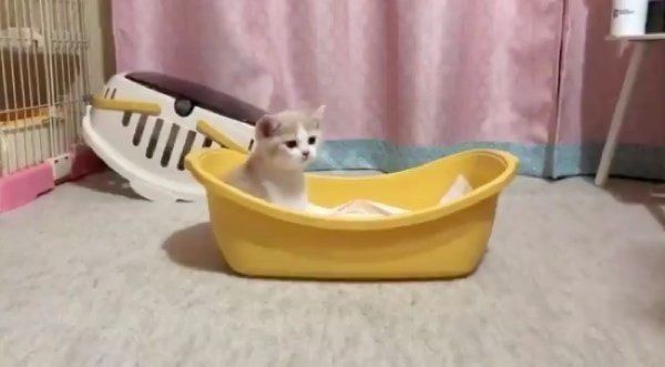 家に来た日のてんぷらちゃん