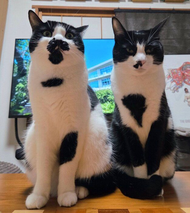 ミアちゃんとダダくん