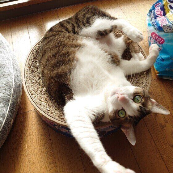 くつろぐキジトラ