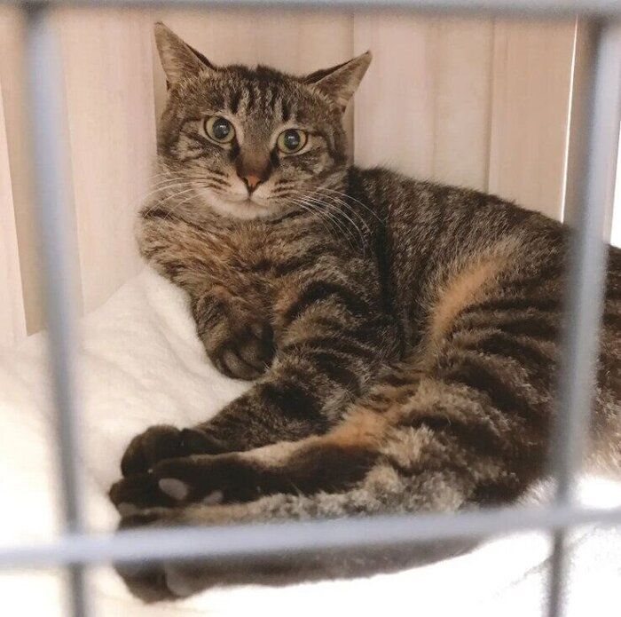 お迎え2日目の猫