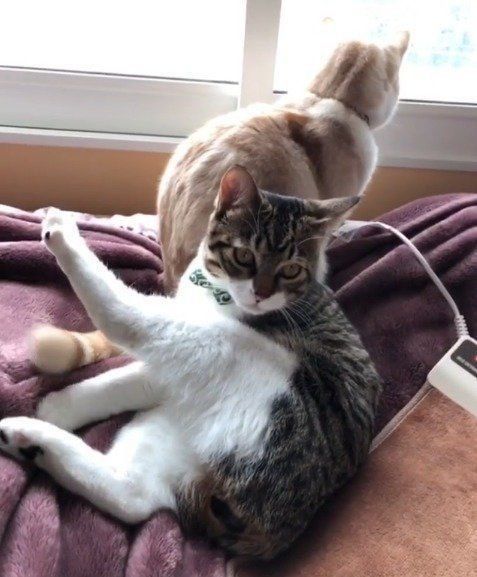 よけられた猫