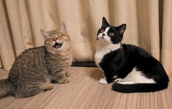 見つめる猫