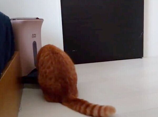 ごはんの時間を完全把握するきなこくん