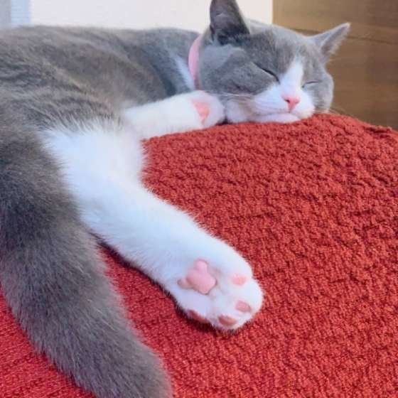 眠るブリティッシュショートヘア