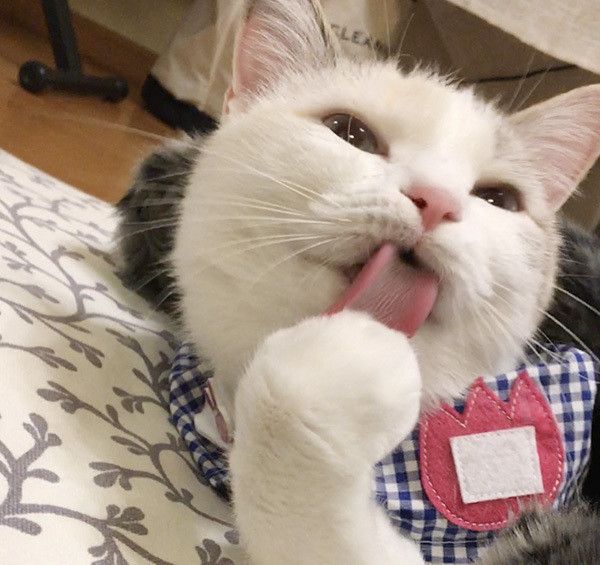 あおいちゃん