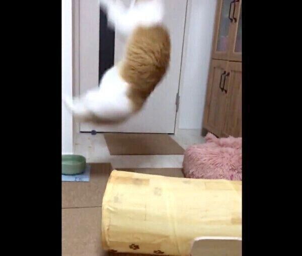 ダイナミックなジャンプをするちのさん