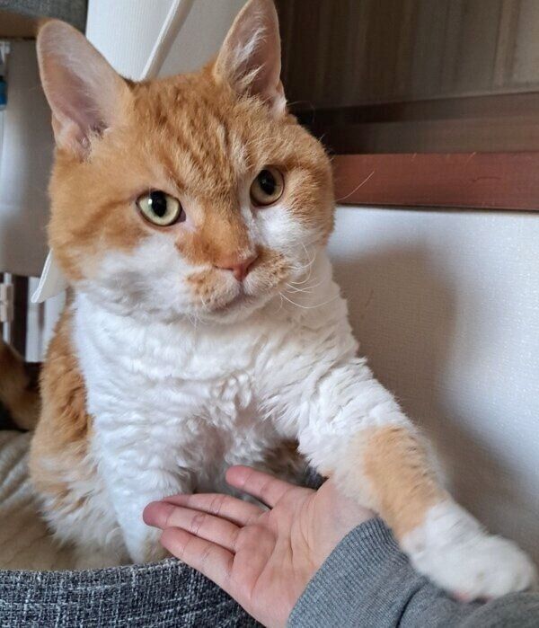 飼い主さんを起こすもやしくん