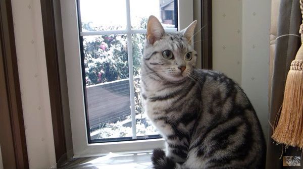 雪を見る猫