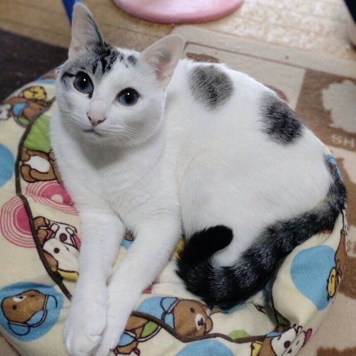 おとなの猫になり、顔や体の模様が濃くなったにぃなちゃん。