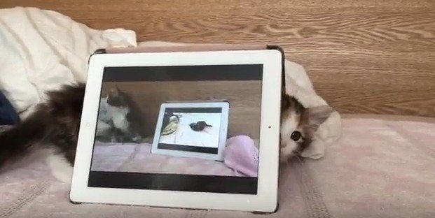 子猫 ライカちゃん