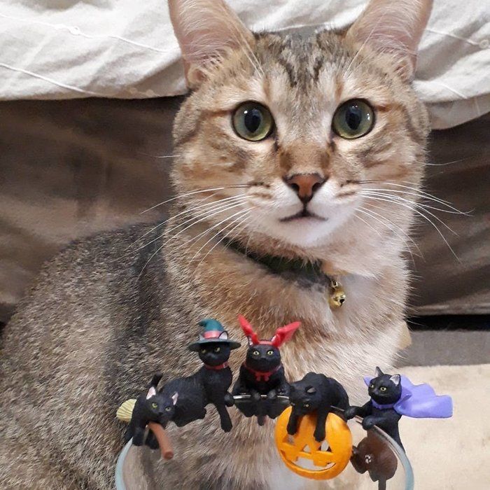 猫とふちねこコンプリート