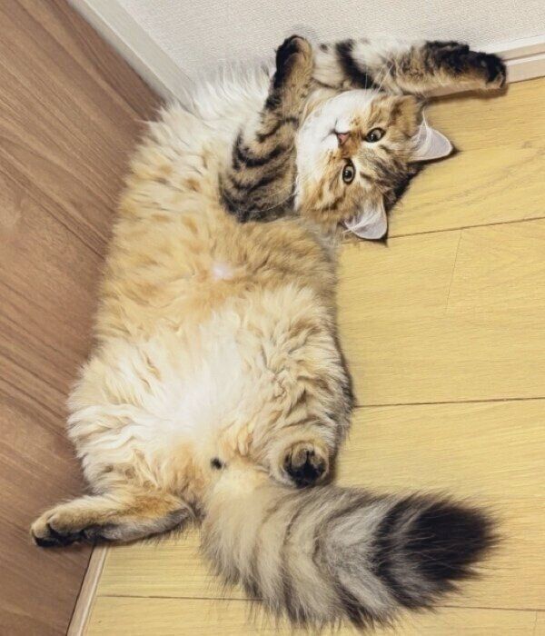 可愛らしいポーズで寝るリーンちゃん