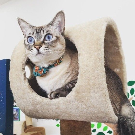 くつろぐ猫