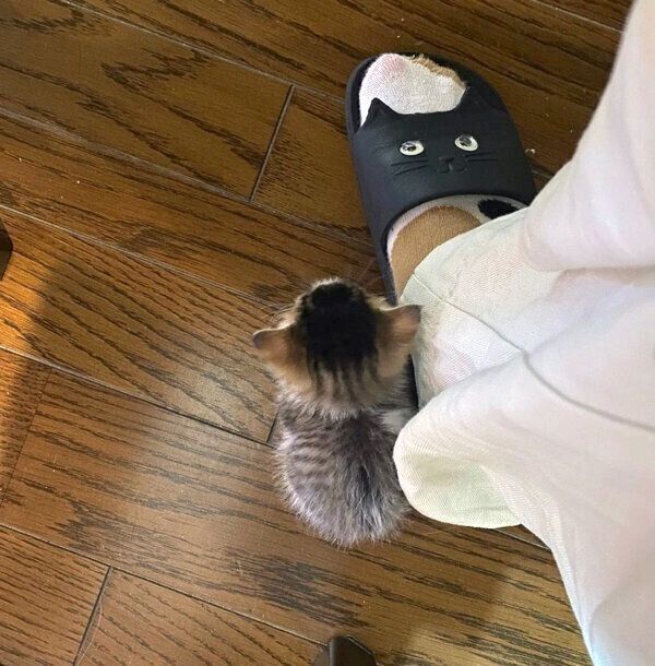 飼い主さんの足元にいるおとーふちゃん