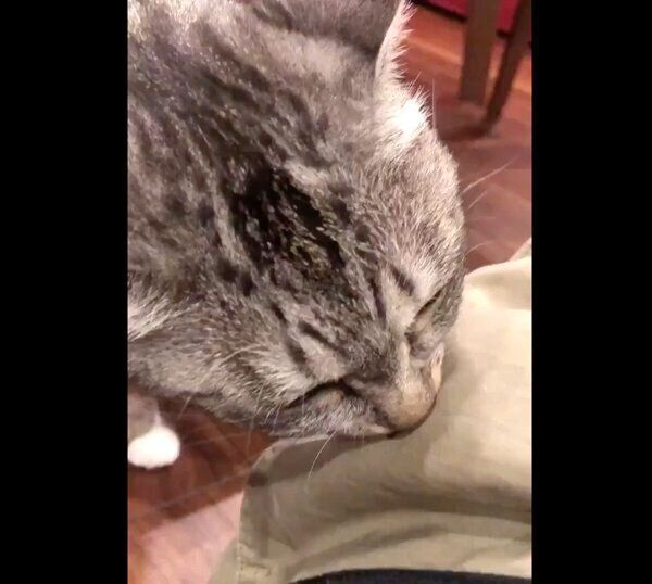 飼い主さんのニオイを嗅ぐサバ身ちゃん