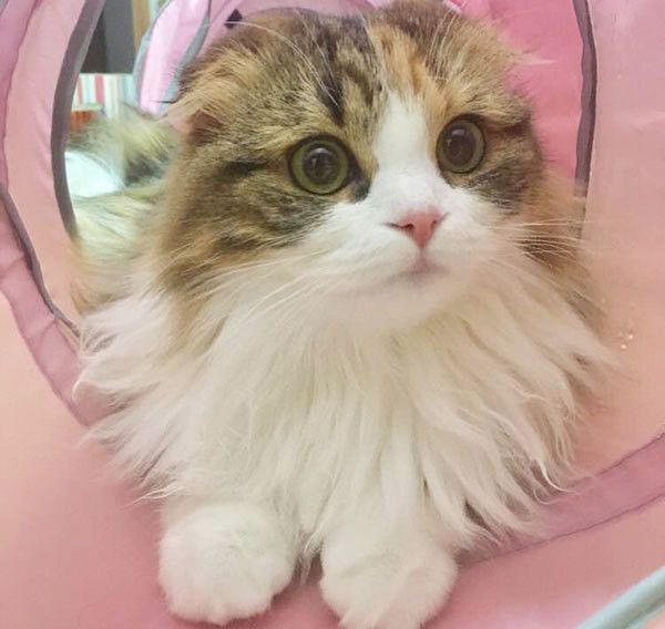 見つめる猫