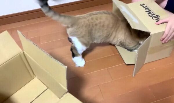 箱の中に飛び込む秀吉くん