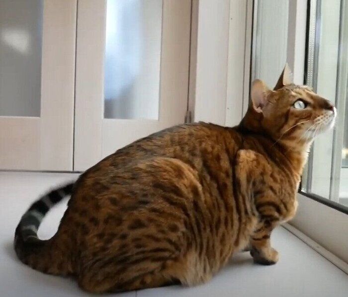 見つめる猫