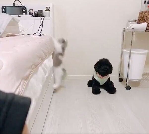 ベッドに登ろうとするテミーちゃん
