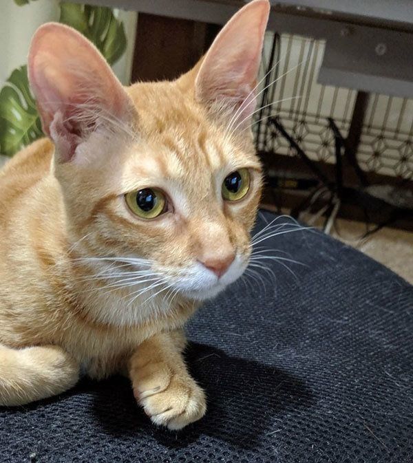 まんまるお目々の猫