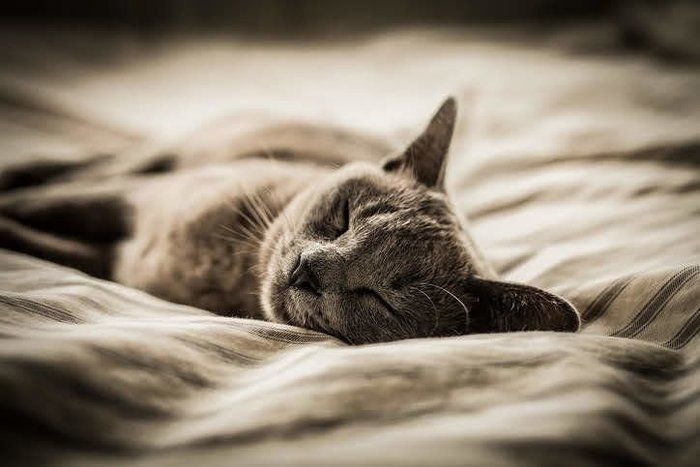 すやすやと眠る猫