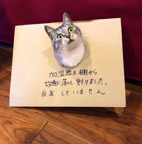 すっとぼけるサバ身ちゃん