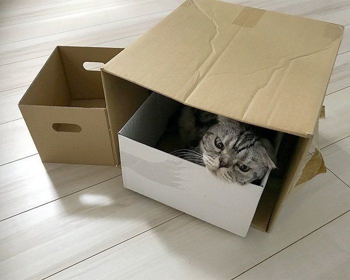 @tacos_cat