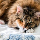 多頭飼いに関する記事一覧 ねこのきもちweb Magazine