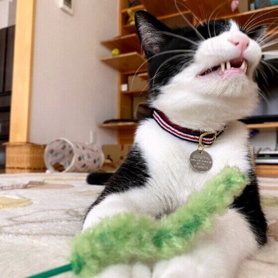 遊ぶ猫