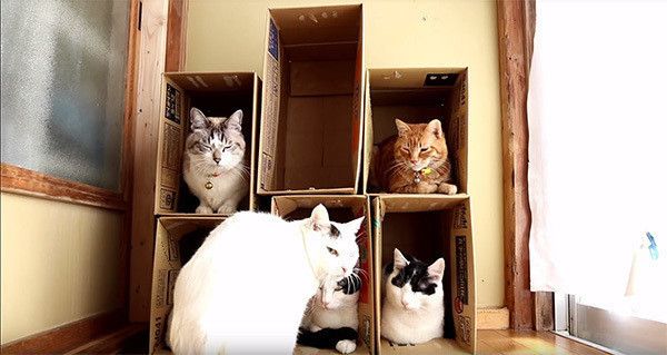 箱に入る猫