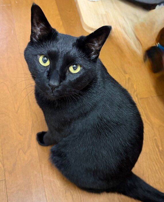 見つめる黒豆くん