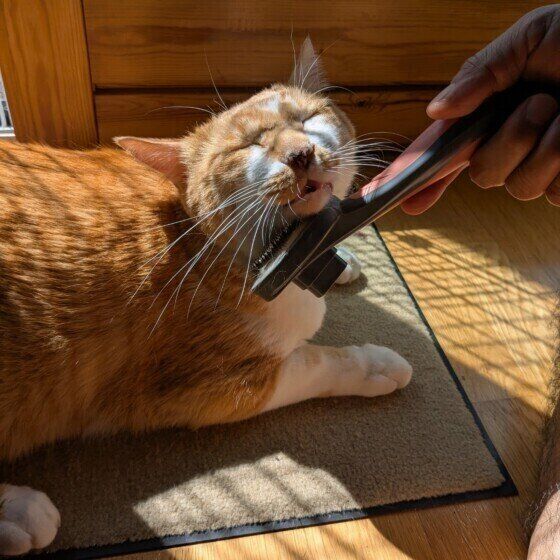 気持ちよさそうにブラッシングされるにじおくん