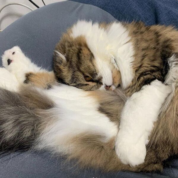 スゴい体勢で眠るうずらくん