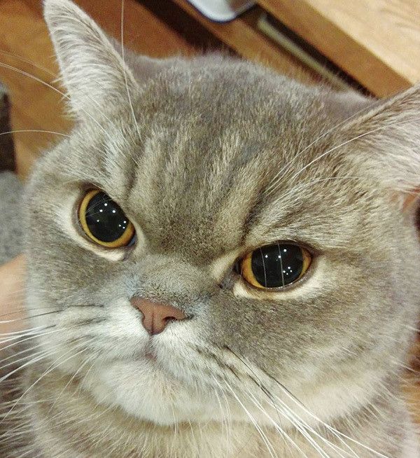 見つめるエキゾチックショートヘア