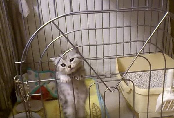 ケージの中の猫