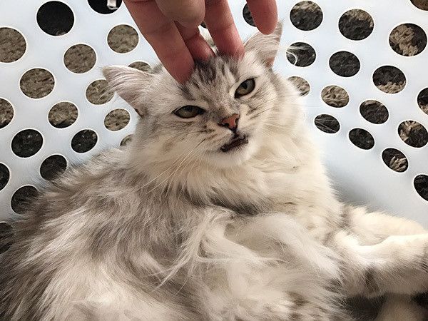 見つめる猫