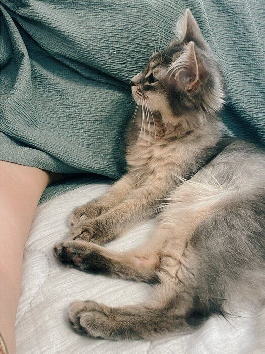 飼い主さんにくっつき、甘えているキヌちゃん。