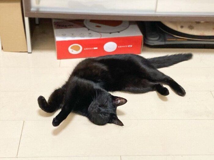 床で眠る猫