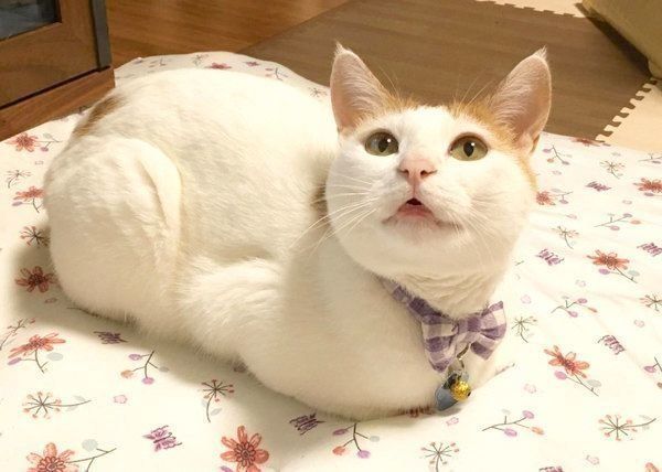 優しい表情をするむぎちゃん