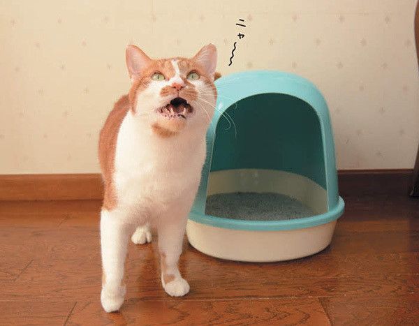 鳴く猫