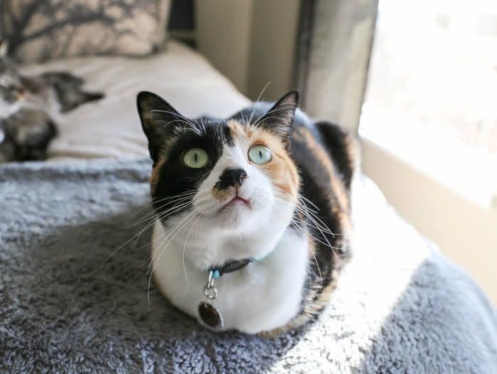 見上げる猫